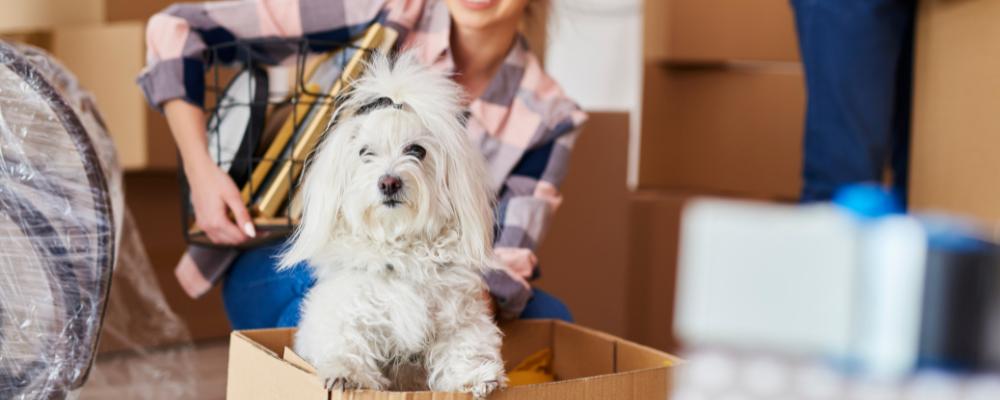 Tips for Moving With Pets